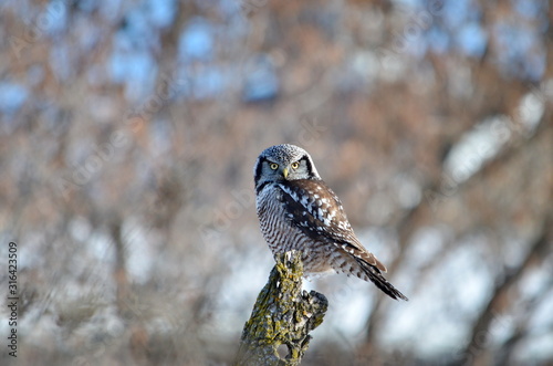 Northern hawk-owl sitting on a tree