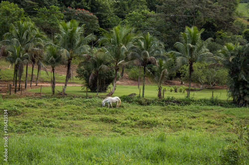 horse feeding on pasture