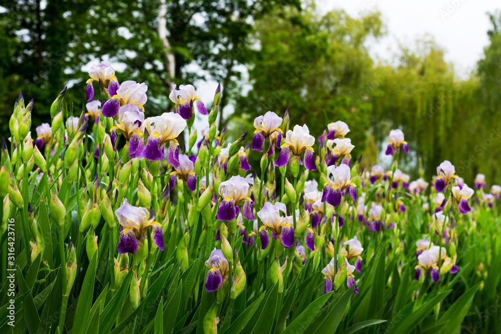 Flowerbed with white and purple irises in the park on a background of trees_ Flowerbed with white and purple irises in the park on a background of trees_