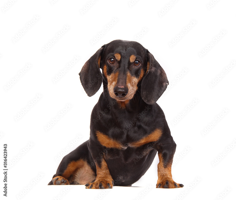 Dachshund dog portrait isolated on white