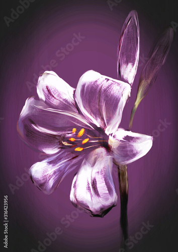 hand drawnd lily flower illustration 