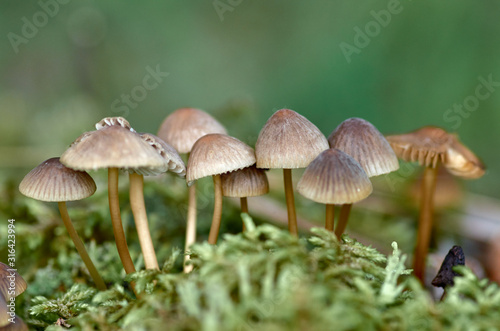 Group of mushrooms in the forest on the moss