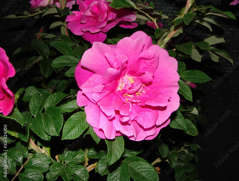 Rosa rugosa Rosa rugosa