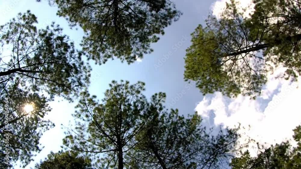 beautiful natural landscape mountain with pine trees beautiful natural landscape mountain with pine trees