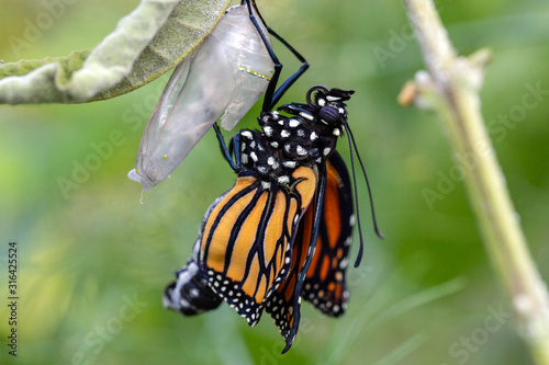 Foto Emerging Monarch butterfly