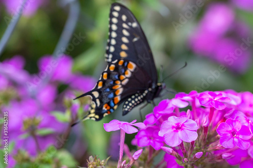 Black swallowtail butterfly on a purple flower