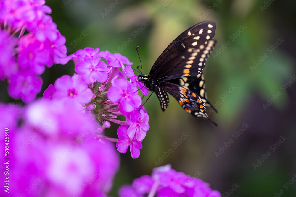 Black swallowtail butterfly on a purple flower Black swallowtail butterfly on a purple flower