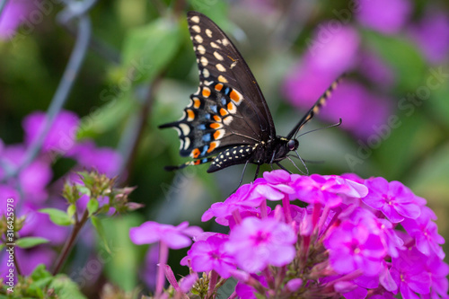 Black swallowtail butterfly on purple flower