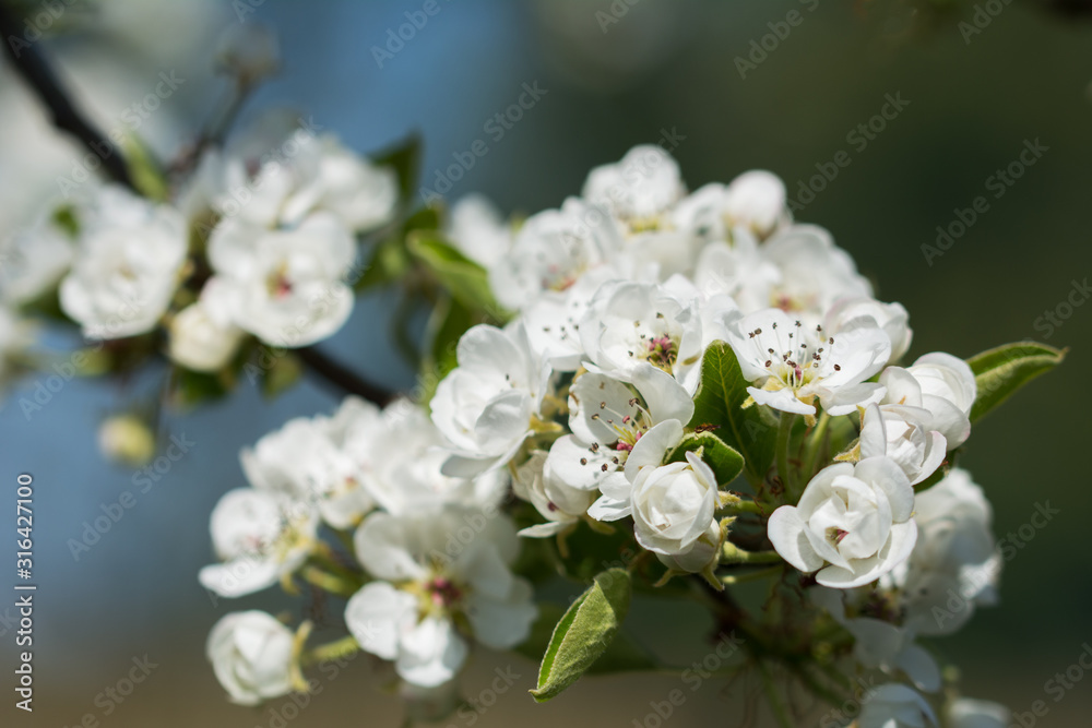 Closeup of pear tree branch with white blossom - blurred background Closeup of pear tree branch with white blossom - blurred background
