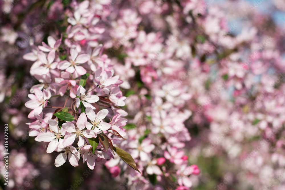 Beautiful spring plum tree covered with pink blossom Beautiful spring plum tree covered with pink blossom