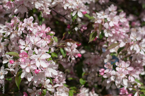 Beautiful spring plum tree covered with pink blossom
