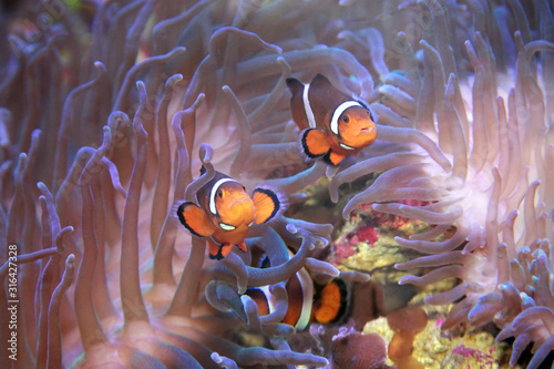 True Clown Anemonefish Nemo, Amphiprion Percula