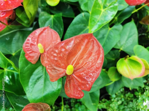 Houseplant Anthurium Latin Anth rium - a genus of evergreens of the family Aroid, or Aronae . Beautiful red flower bud photo