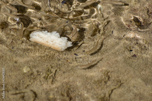 Small  nimble and bright-eyed sea fish swim in the sea  in salt water. The size of the fish is about 4 cm  the water is clean and clear  the animals eat a piece of bread thrown into a shallow pond.