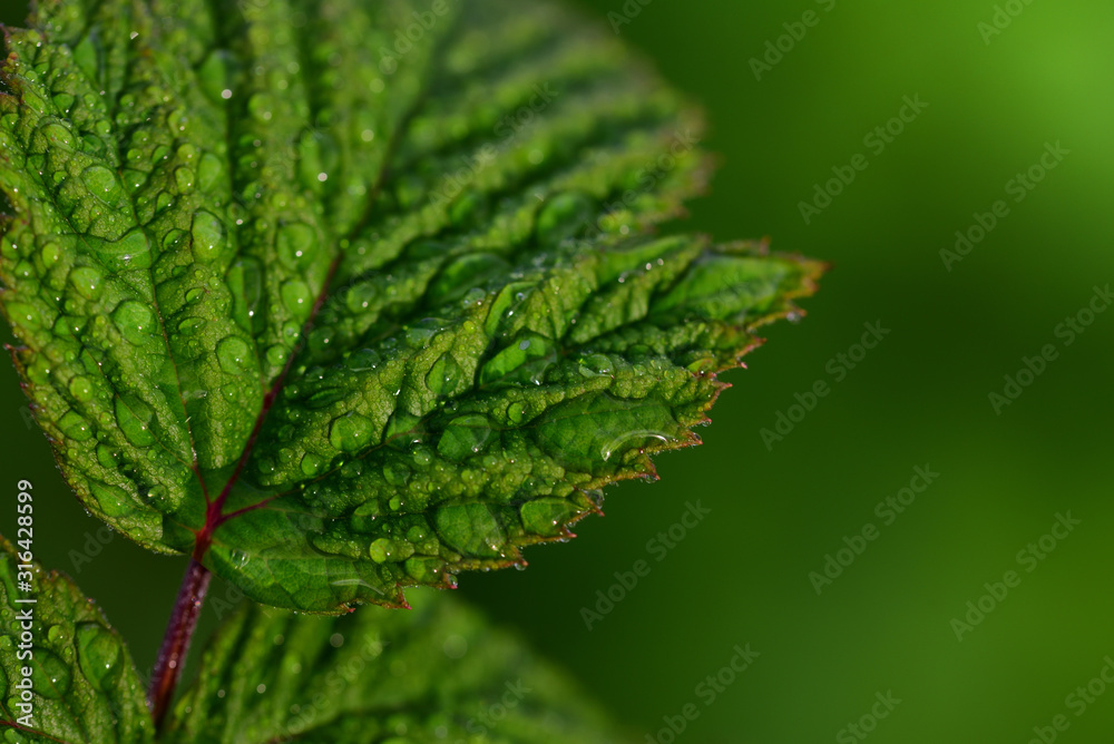 Close-up of fresh green leaves of raspberry against green background with sunlight, drops of water and light reflections Close-up of fresh green leaves of raspberry against green background with sunlight, drops of water and light reflections