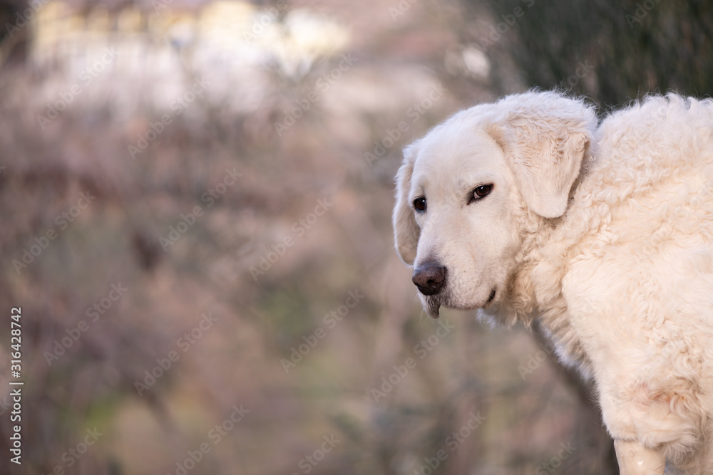 White large Kuvasz Dog sitting outdoors, looking into the camera