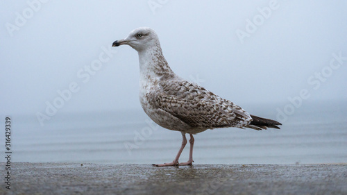 Gull on the baltic beach in poland © Alex_Reichel