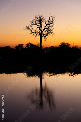 Tree With Reflections in Still Water Pond - Drinking Hole in South Africa at Sunset