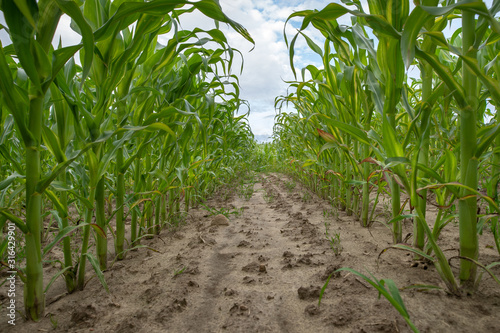 Corn path