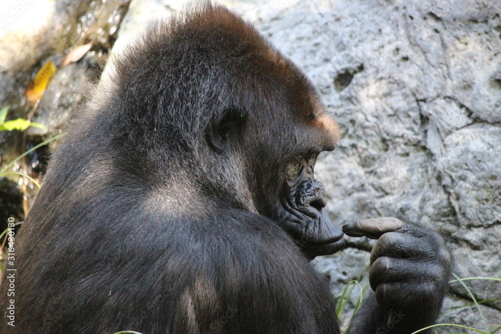 Obraz premium Gorilla 1