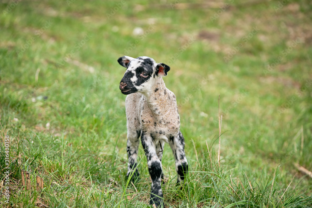 A little baby sheep walking alone without its mother on a green spring meadow. Seen in Germany, in April 2019