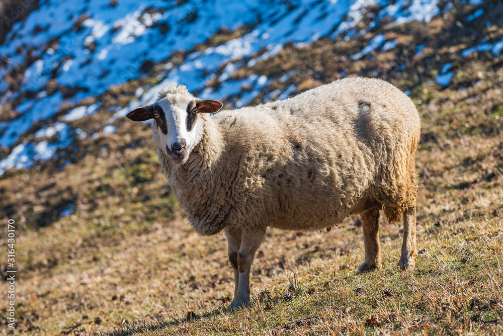 Sheep grazing outdoor high in the mountains in winter Sheep grazing outdoor high in the mountains in winter