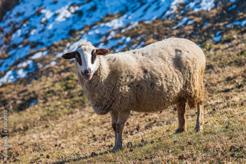 Sheep grazing outdoor high in the mountains in winter