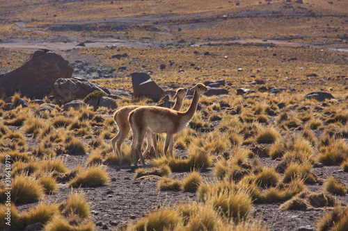 two vicunas among grass hummocks  in the morning on an altiplano in Bolivia