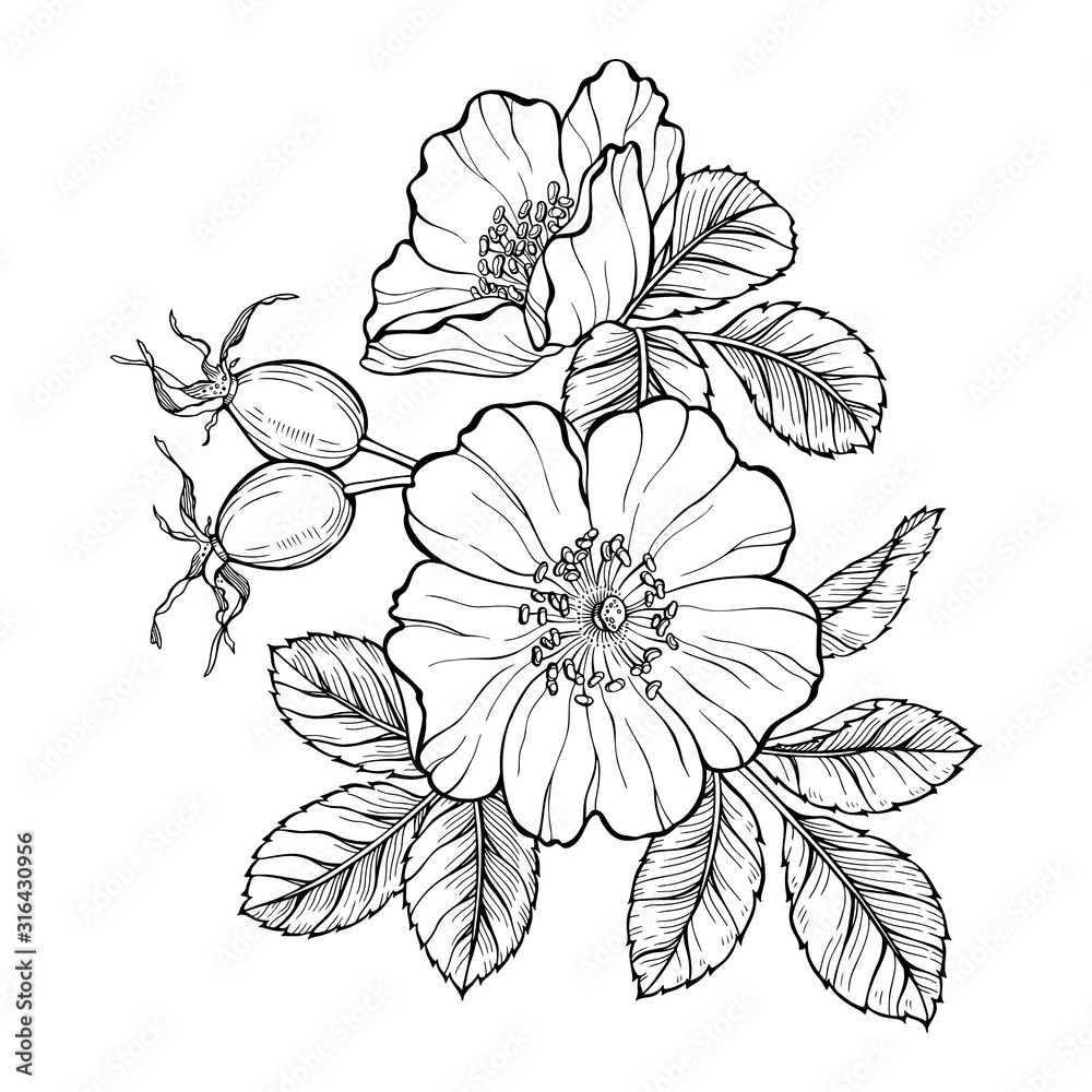 Wild Rose Flowers And Berries Line Art Drawing Outline Vector   1000 F 316430956 IXjwcC74pPfOZuXCUP7UWiUhNYOmpHSN 