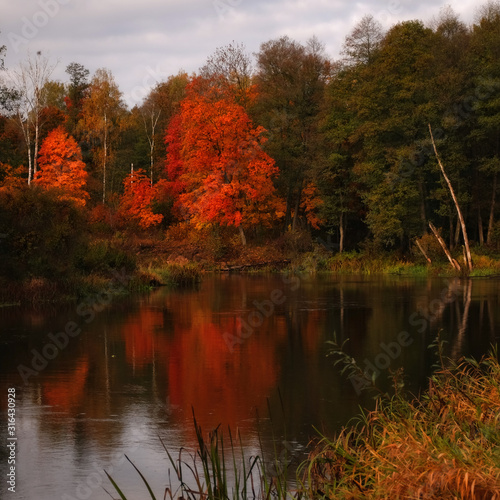 Fiery autumn on the banks of Western Berezina river, Belarus