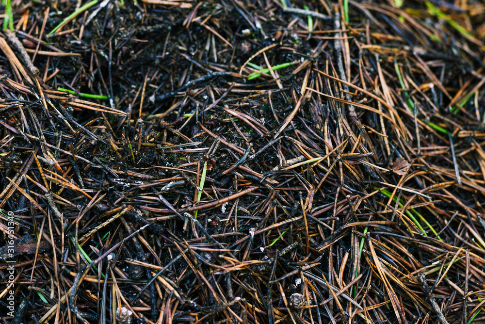 Macro photo of conifer needles. Dry old needles Macro photo of conifer needles. Dry old needles