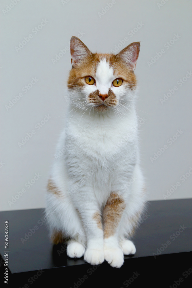 Red domestic cat on a light background. Portrait of a pet.
