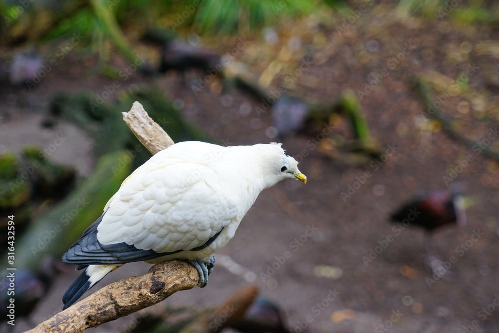 View of a Pied Imperial Pigeon (ducula bicolor), a large white pigeon View of a Pied Imperial Pigeon (ducula bicolor), a large white pigeon