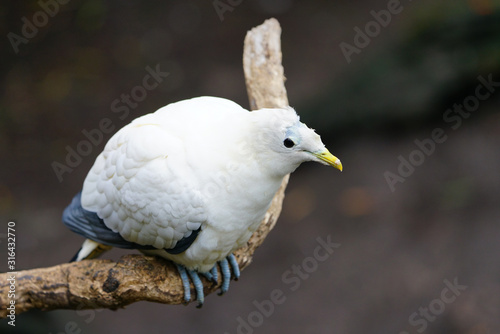 View of a Pied Imperial Pigeon (ducula bicolor), a large white pigeon