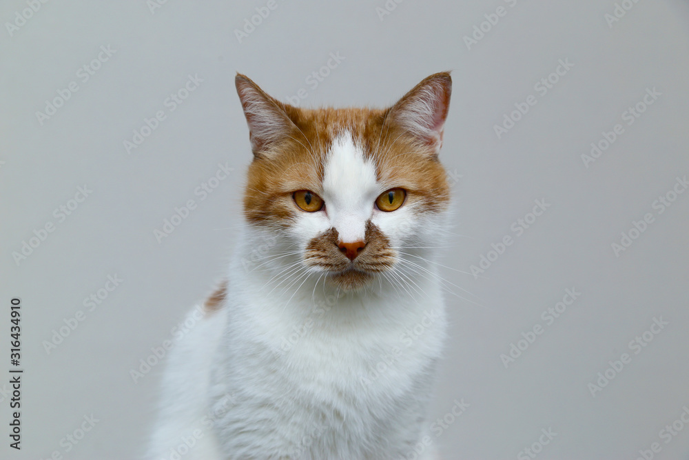 Red domestic cat on a light background. Portrait of a pet.