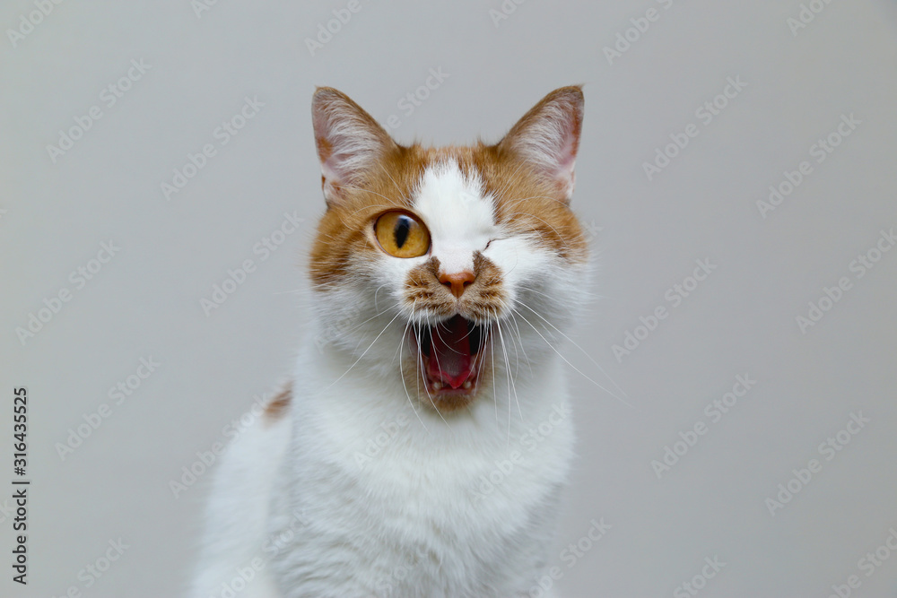 Obraz premium Red domestic cat on a light background. Portrait of a pet.