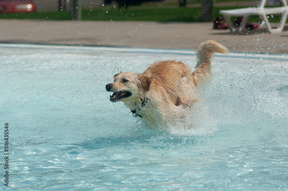 A dog runs through a swimming pool. A dog runs through a swimming pool.
