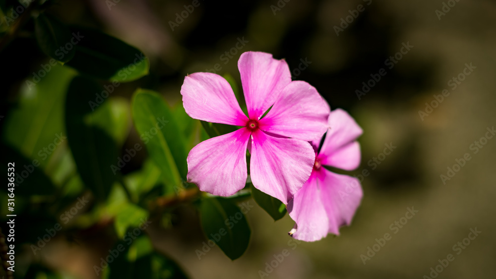 pink flower in the garden pink flower in the garden