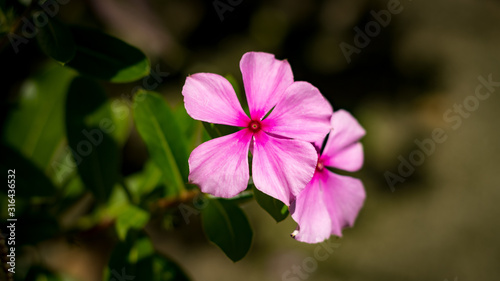 pink flower in the garden