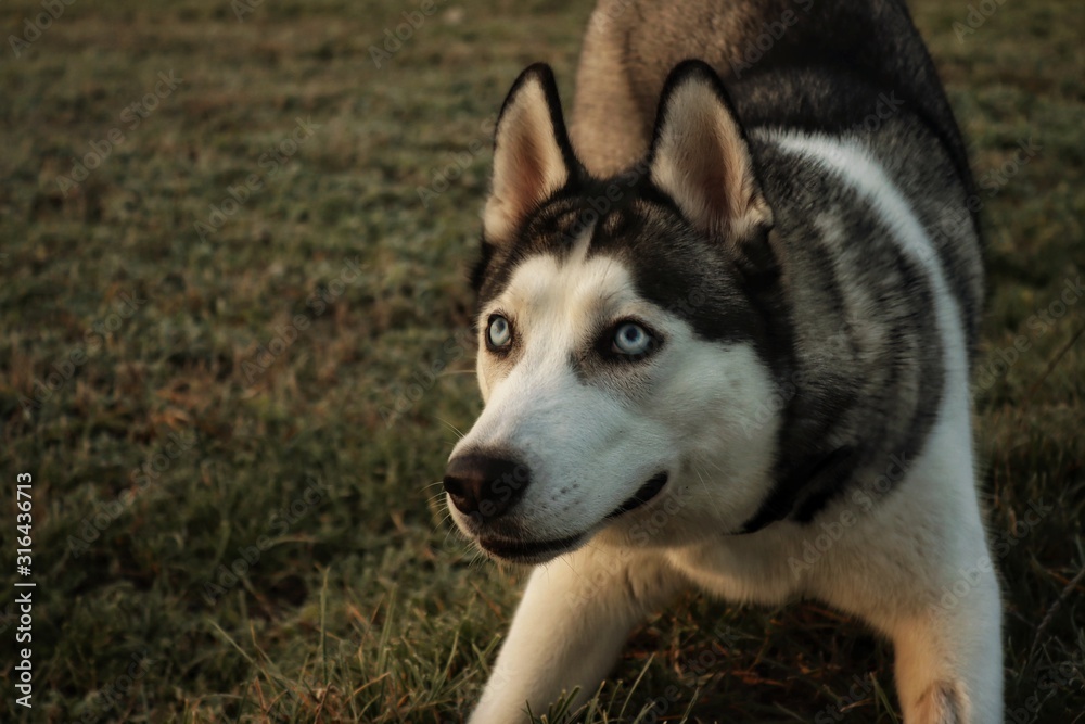 portrait of a dog