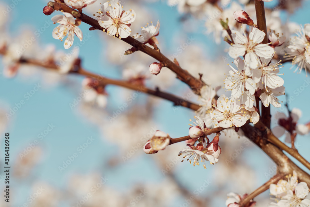 Close-up of a branch of blossomed apricots: spring time concept Close-up of a branch of blossomed apricots: spring time concept
