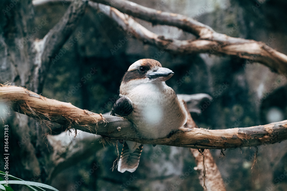 Fototapeta premium bird on a branch