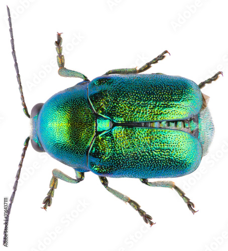 Cryptocephalus sericeus is a species of cylindrical leaf beetles of the family Chrysomelidae, subfamily Cryptocephalinae. Dorsal view of cylindrical leaf beetle isolated on white background. photo