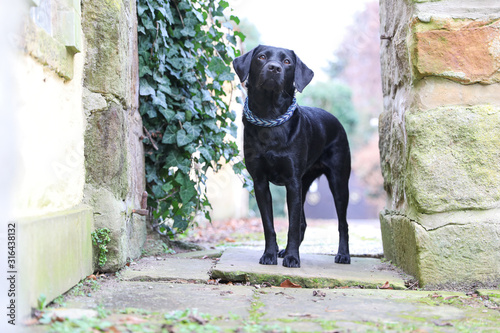 Junger schwarzer Labrador Hund © KrischiMeier