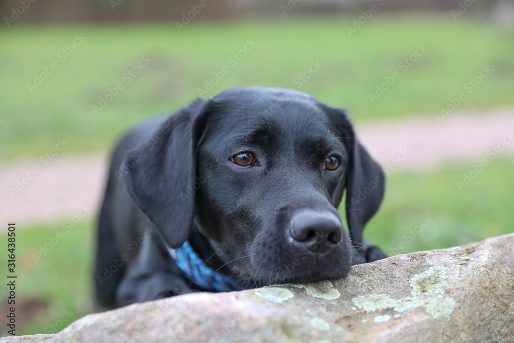 Junger schwarzer Labrador Hund