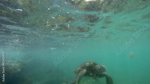 Turtle Marin Environment Snorkeling Underwater Lucia's Dream #6a Ho‘okipa Maui in Hawaii HI USA - OGG photo