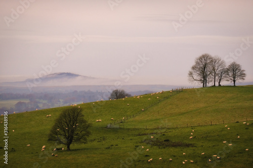 Irish sheep on the slopes of Loughcrew, Oldcastle, Ireland photo