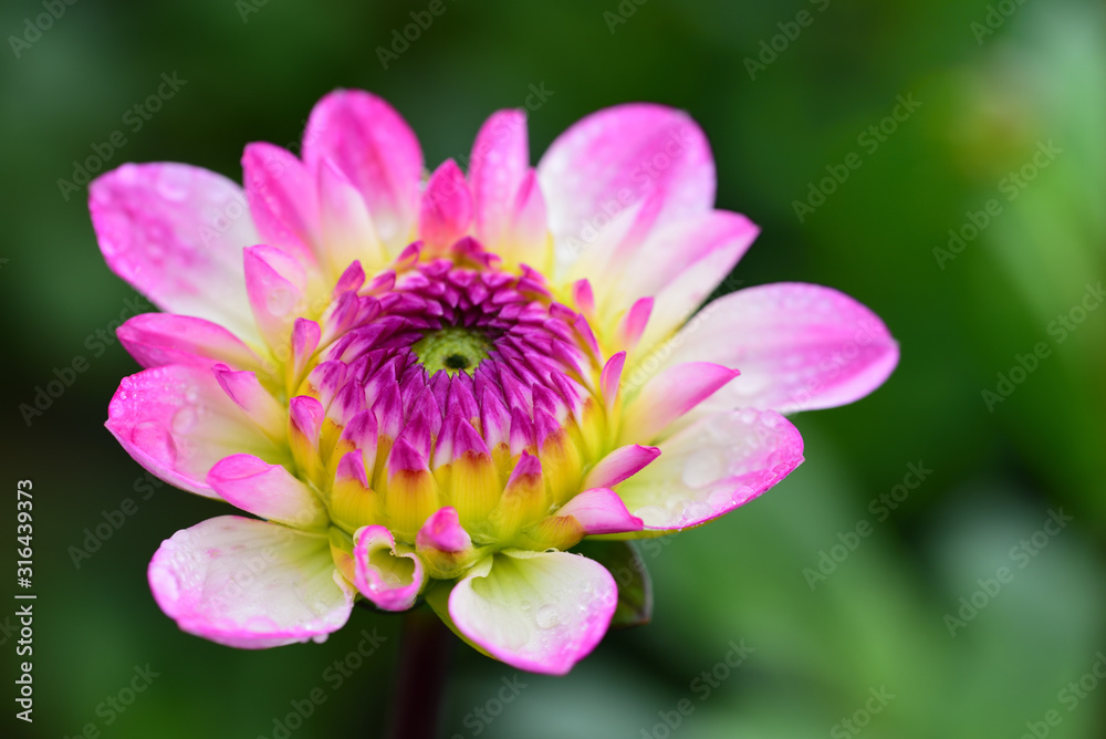 Close-up of a blooming dahlia from above with drops of water against green background in nature Close-up of a blooming dahlia from above with drops of water against green background in nature