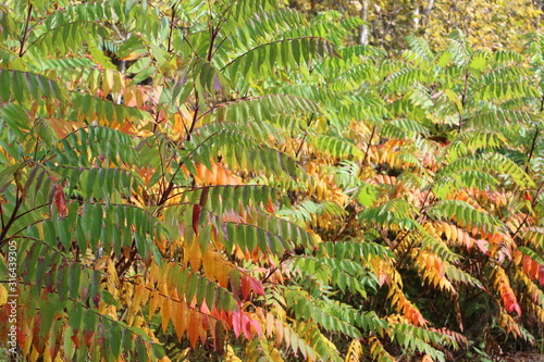 Sumac in Autumn photo