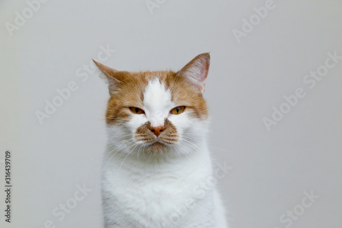 Red domestic cat on a light background. Portrait of a pet.